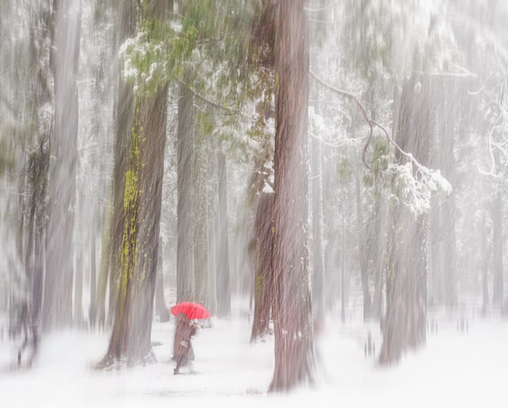 Red Umbrella Snowy Forest by Bruce Li — canvas wall art