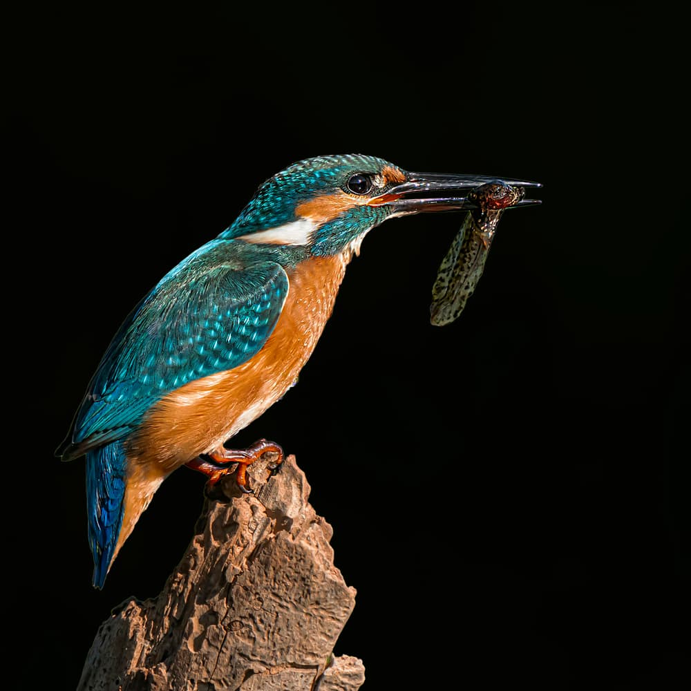 Vibrant Kingfisher Catch by Boris Lichtman — canvas wall art