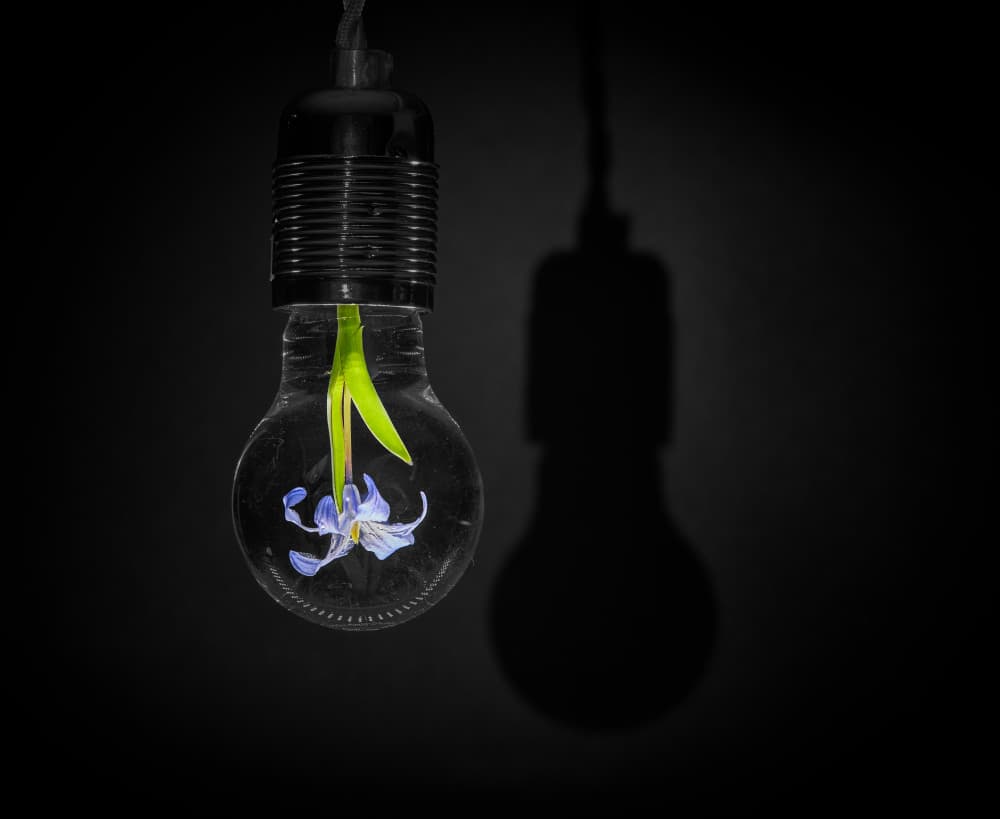 Blue Flower Light Bulb by Peter Schade — canvas wall art