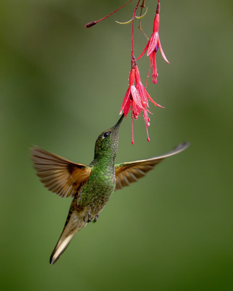 Hummingbird Nectaring Fuchsia by Lisandro PEREZ — canvas wall art