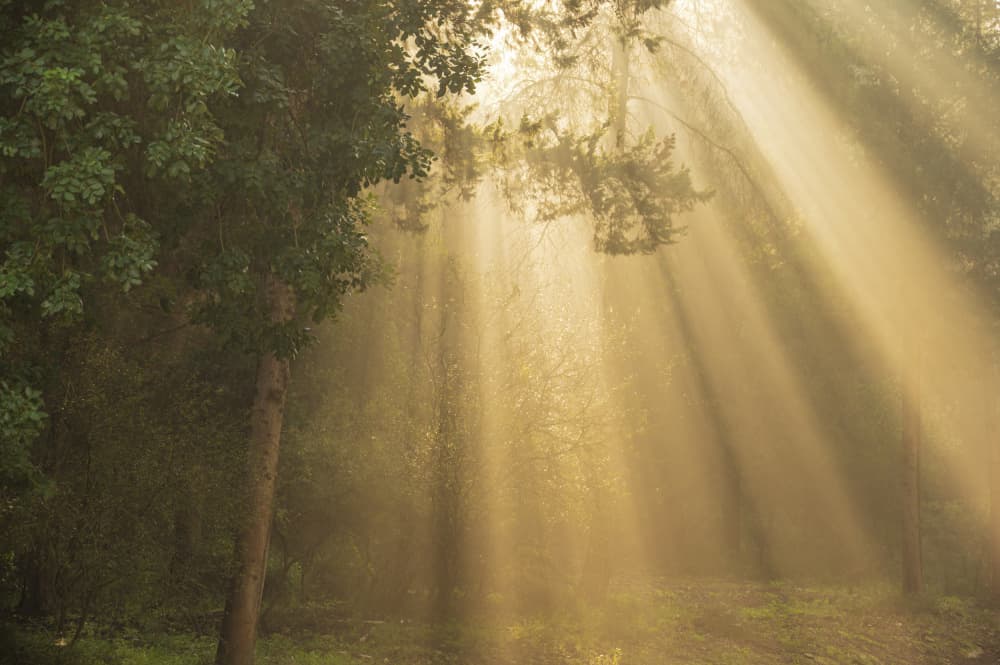 Golden Forest Sunbeams by Mallal Moshe — canvas wall art