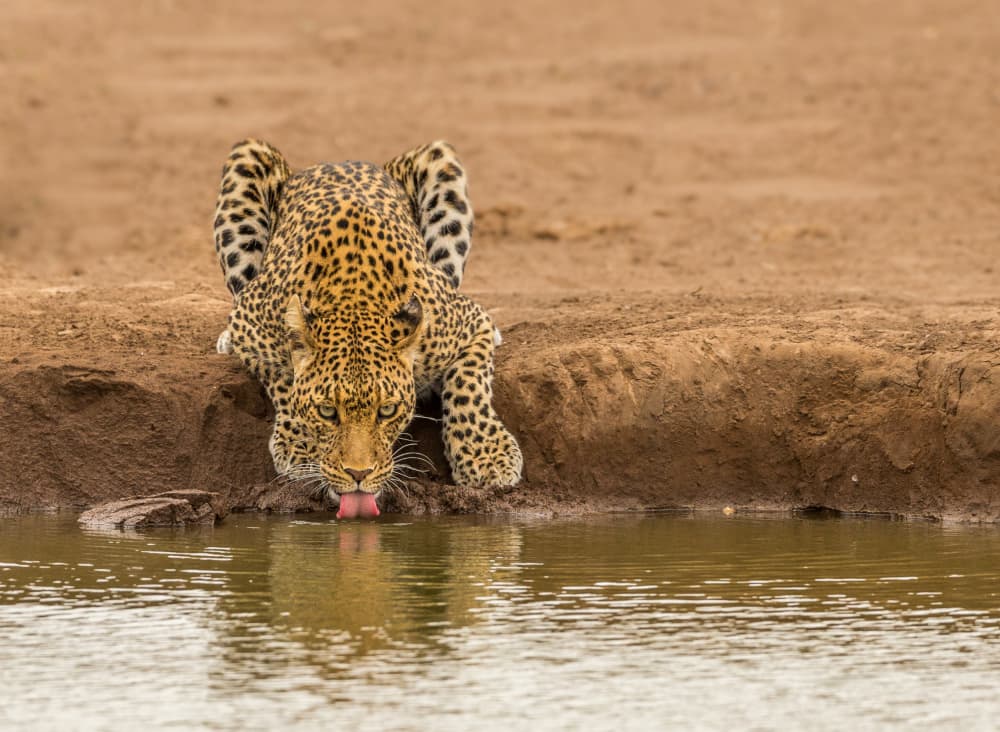 Leopard at Waterhole by Jaco Marx — canvas wall art