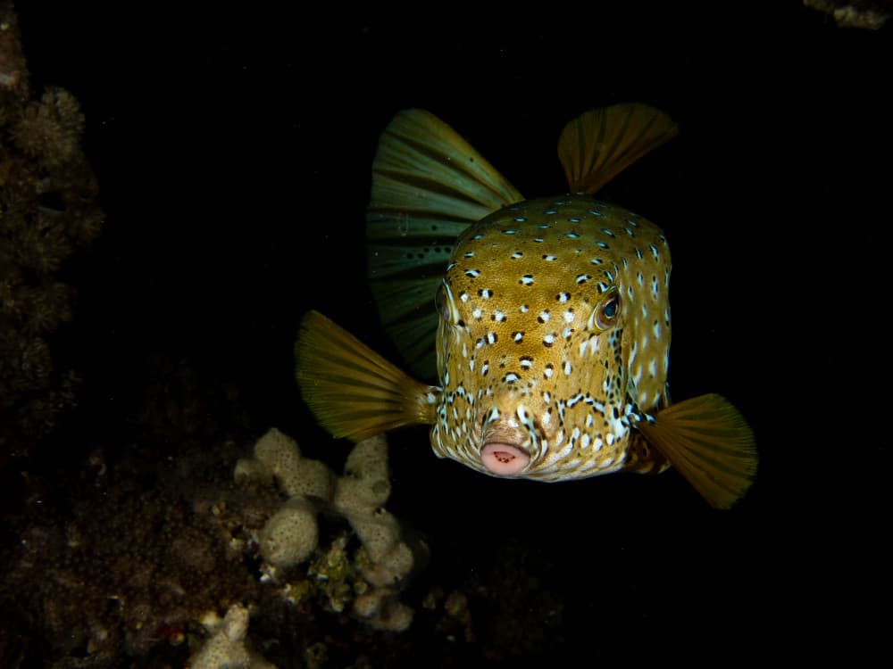 Curious Boxfish Portrait by Ilan Ben Tov — canvas wall art