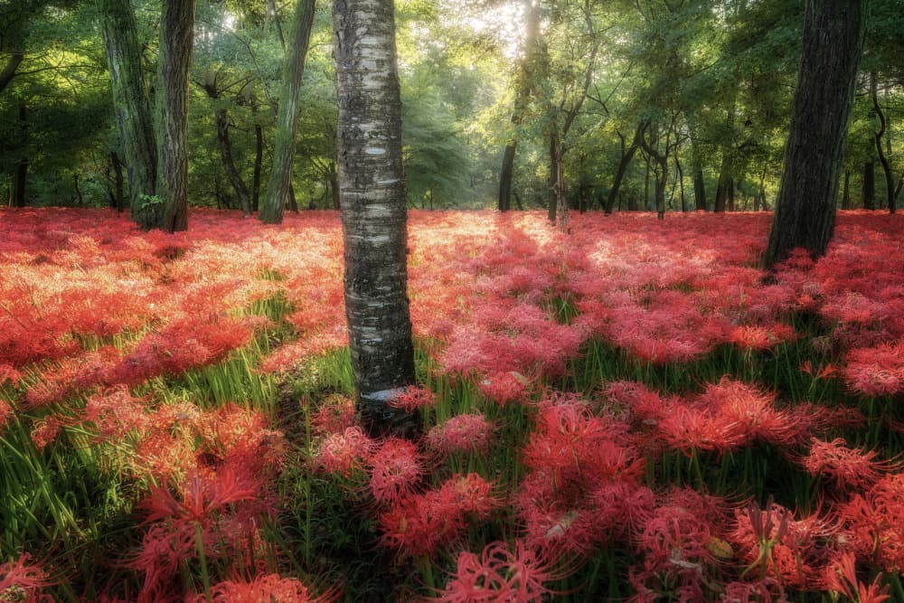 Enchanted Red Forest by Daiki Suzuki — canvas wall art