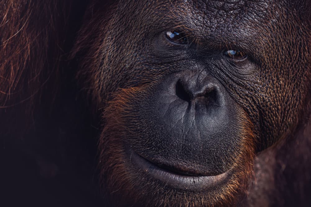 Thoughtful Orangutan Portrait by Marco Tagliarino — canvas wall art