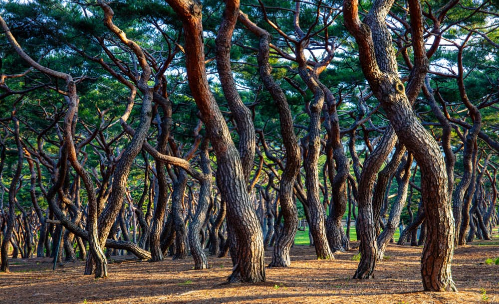 Curved Pine Forest by Shin Woo Ryu — canvas wall art