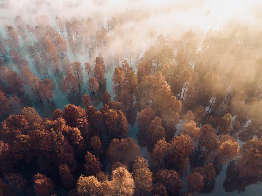 Misty Forest Morning by Ioricon — canvas wall art