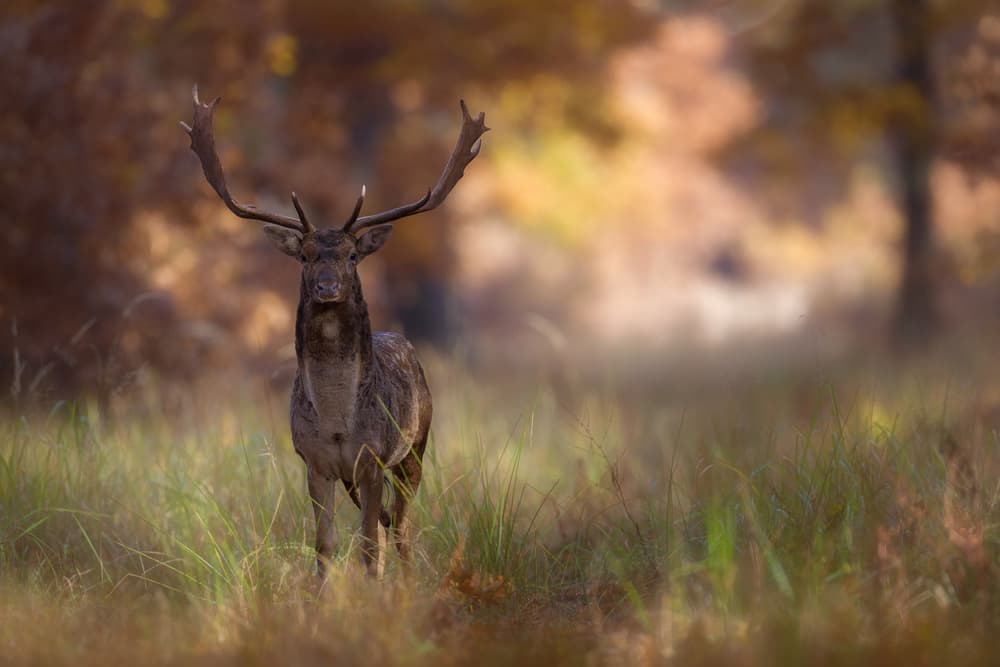 Majestic Fallow Deer by Sebastian Mastahac — canvas wall art