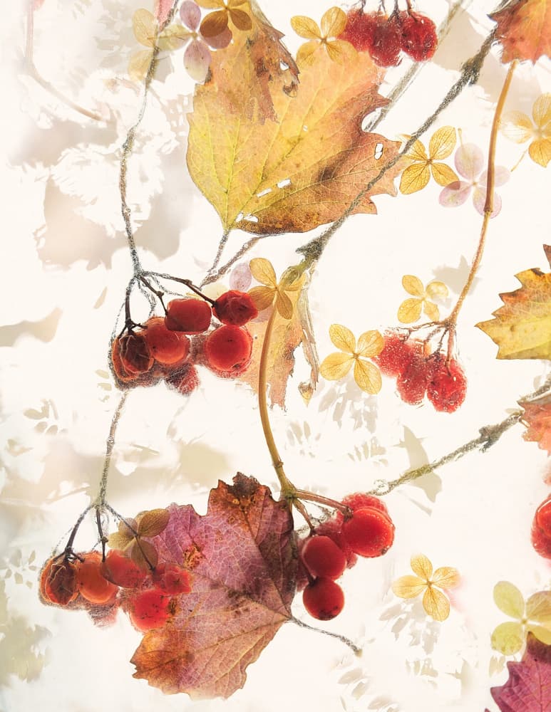 Autumn berries by Nel Talen — canvas wall art