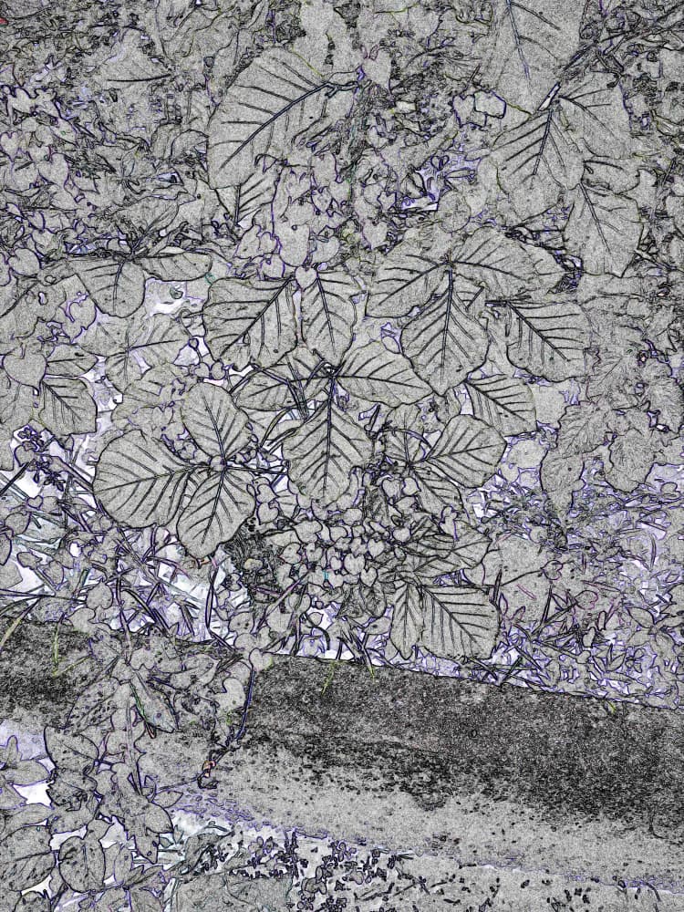Monochrome Botanical Sketch by Santhosh ch — canvas wall art