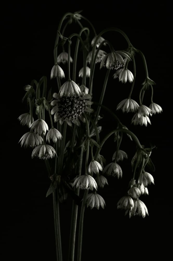 Shadowed Blooms by Samar AlBader — canvas wall art