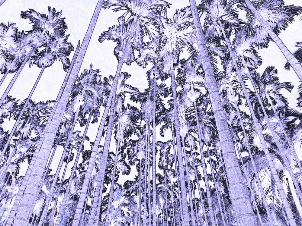 Serene Blue Palm Canopy by Santhosh ch — canvas wall art