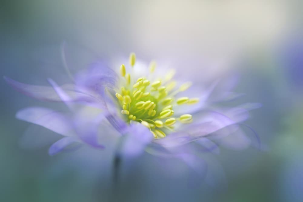 Dreamy Lavender Bloom by Jacky Parker — canvas wall art