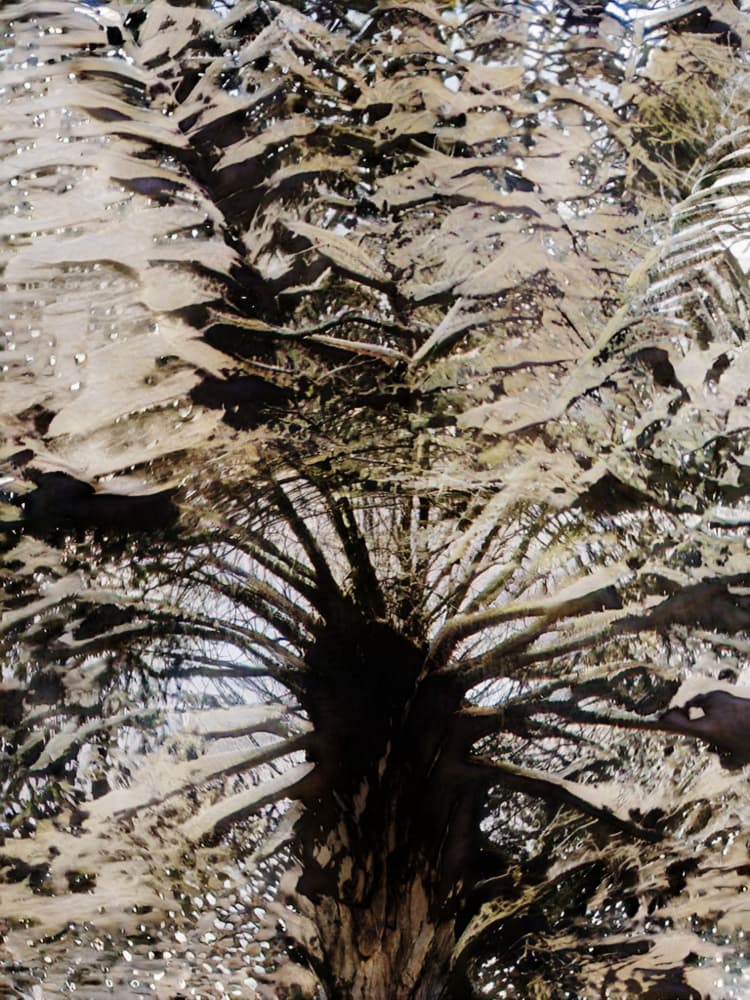 Snowy Bare Tree by Santhosh ch — canvas wall art