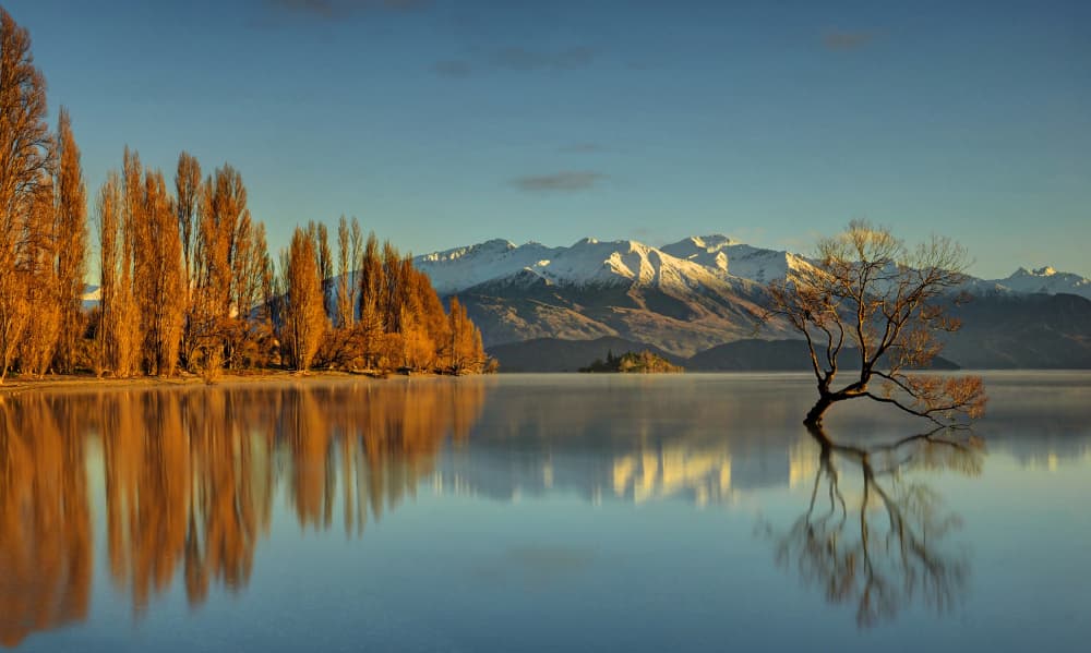 Wanaka Tree Golden Morning by Peter Hammer — canvas wall art