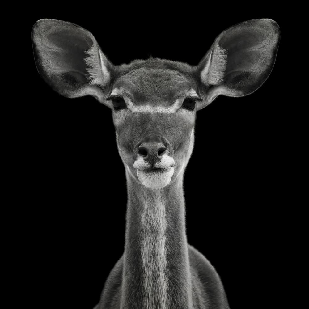 Elegant Kudu Portrait by Mathilde Guillemot — canvas wall art