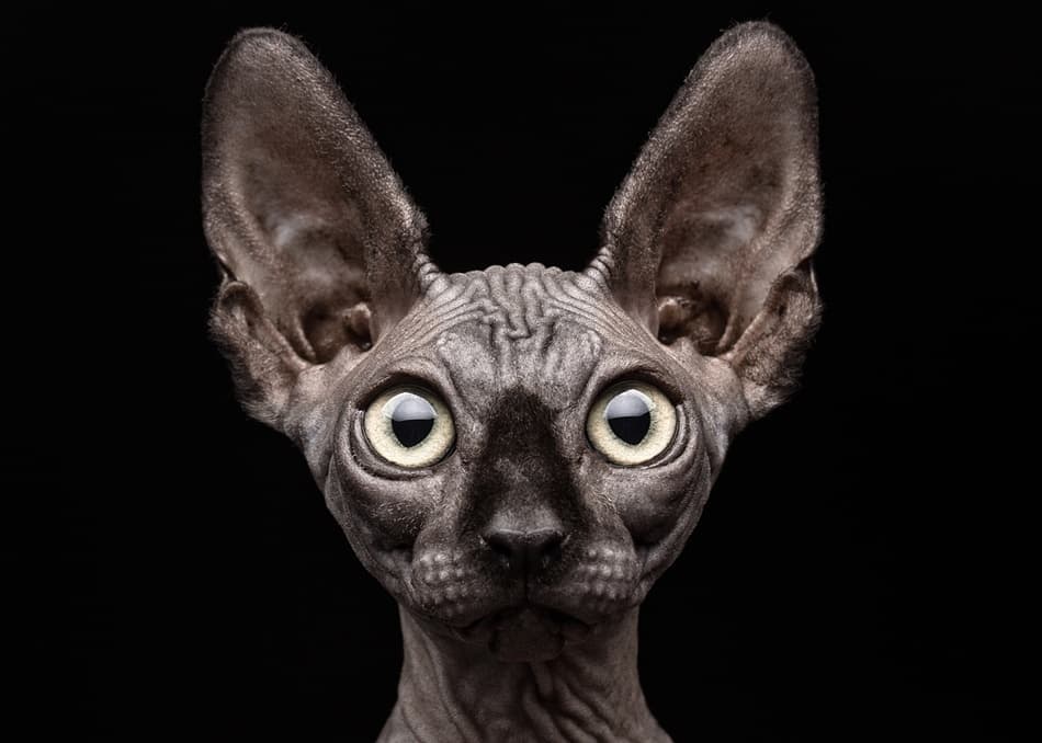 Intense Sphynx Gaze