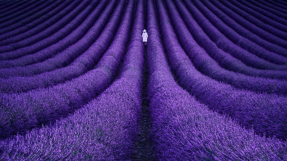 Lavender Field Solitude by Lluis de Haro Sanchez — canvas wall art
