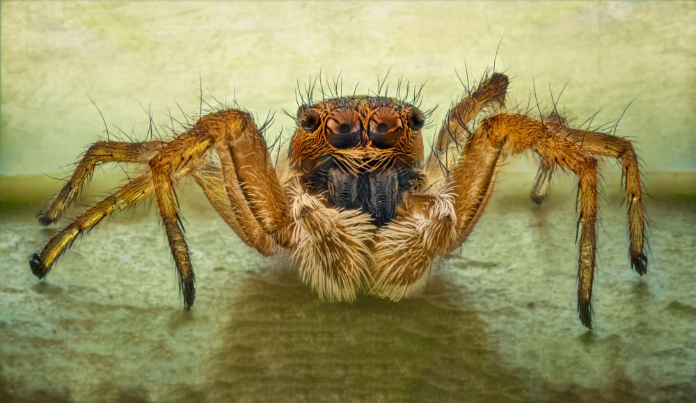 Fuzzy Jumping Spider by Antoni Figueras — canvas wall art