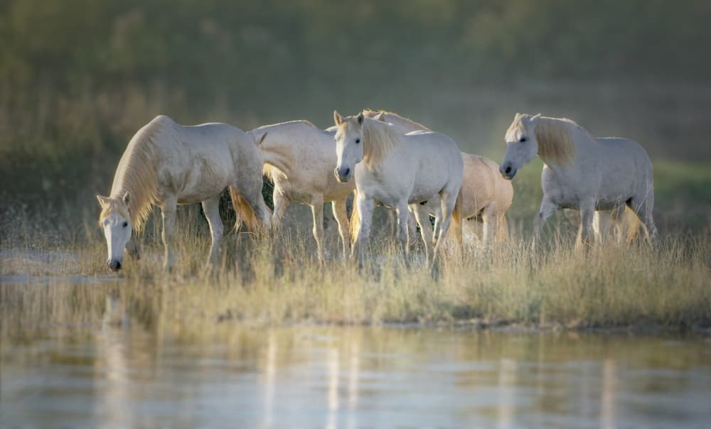 Wild White Horses by Isabelle DUPONT — canvas wall art