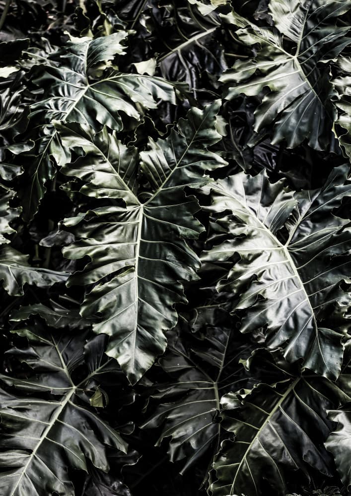 Lush Leaf Symphony by Shot by Clint — canvas wall art