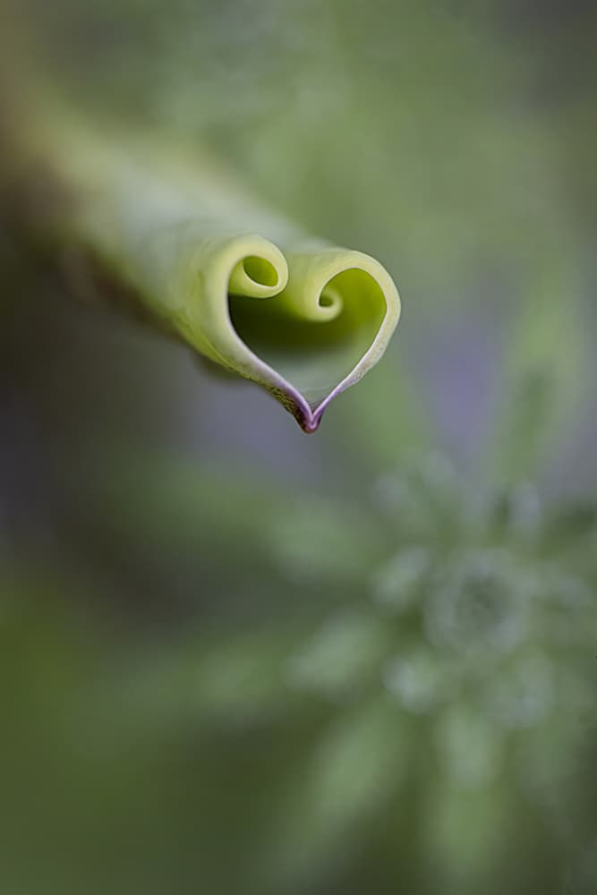 Natural Heart Leaf by Linda D Lester — canvas wall art
