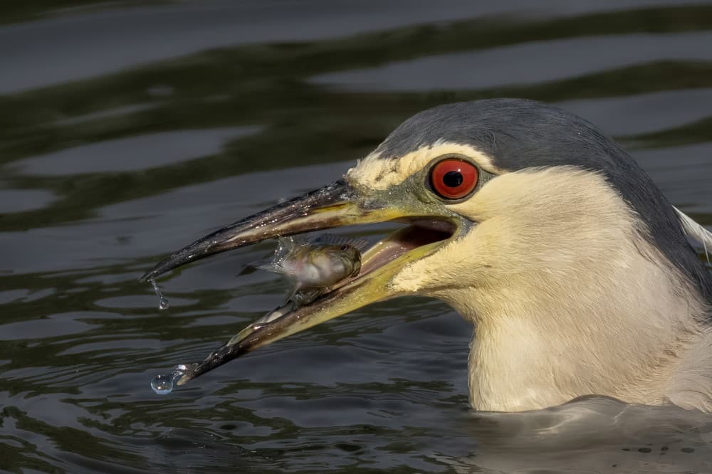 Red-Eyed Heron's Catch by Guy Wilson — canvas wall art