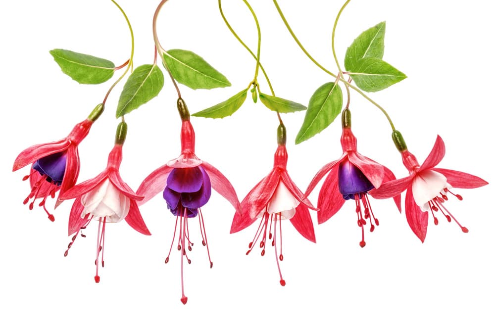 .Fuchsia. by Mandy Disher — canvas wall art