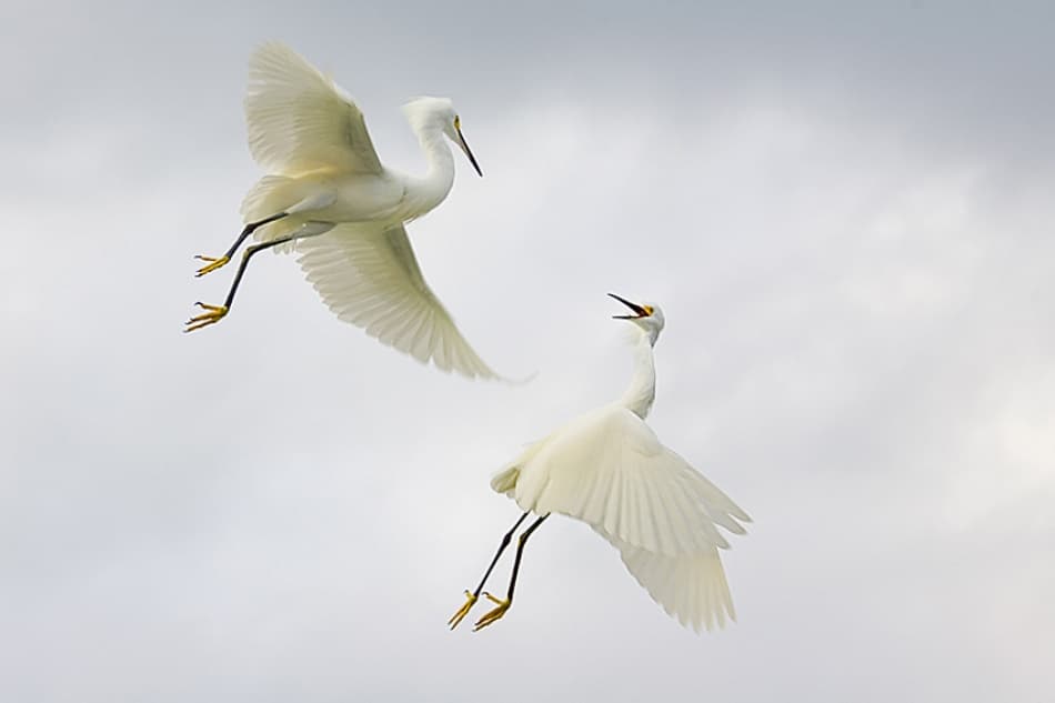Egrets Aerial Dance by Fabiola Forns — canvas wall art