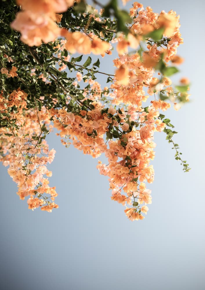 Golden Blossom Dance by Shot by Clint — canvas wall art