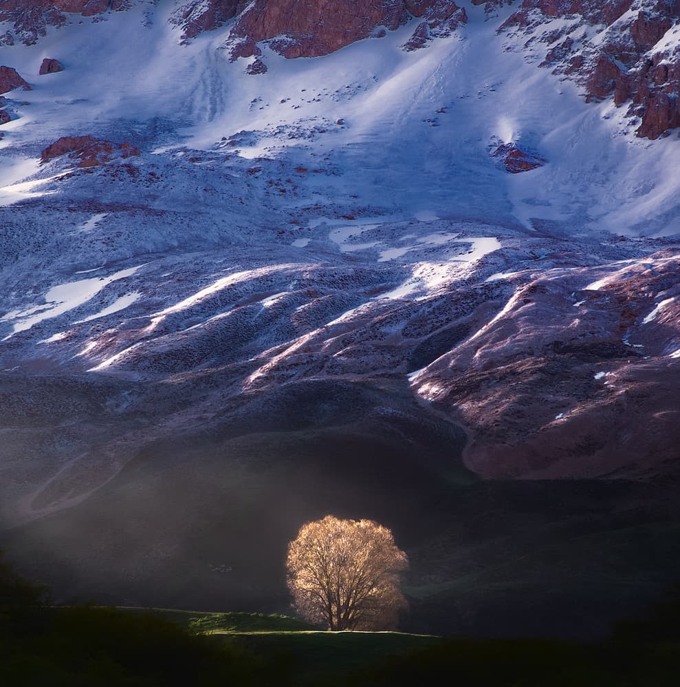 Golden Tree Winter Light by Majid Behzad — canvas wall art