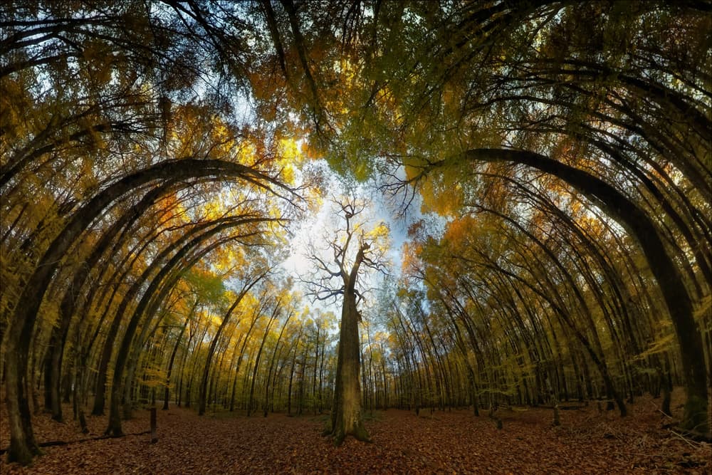 Autumn Forest Tunnel by Francois Casanova — canvas wall art