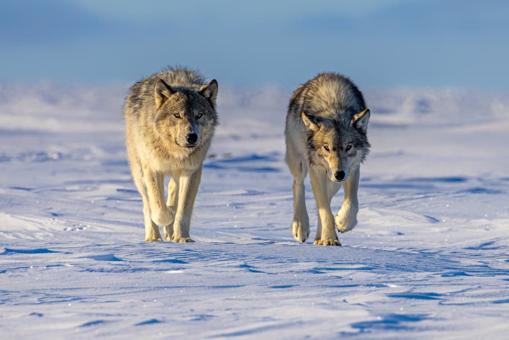 Majestic Winter Wolves by Siyu_Wei APA — canvas wall art