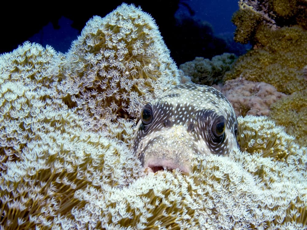 Curious Pufferfish Peeks by Dani Barchana — canvas wall art