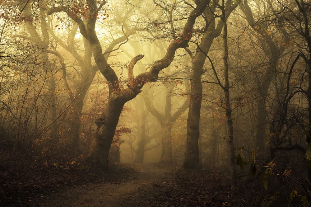 Forest by Leif Løndal — canvas wall art