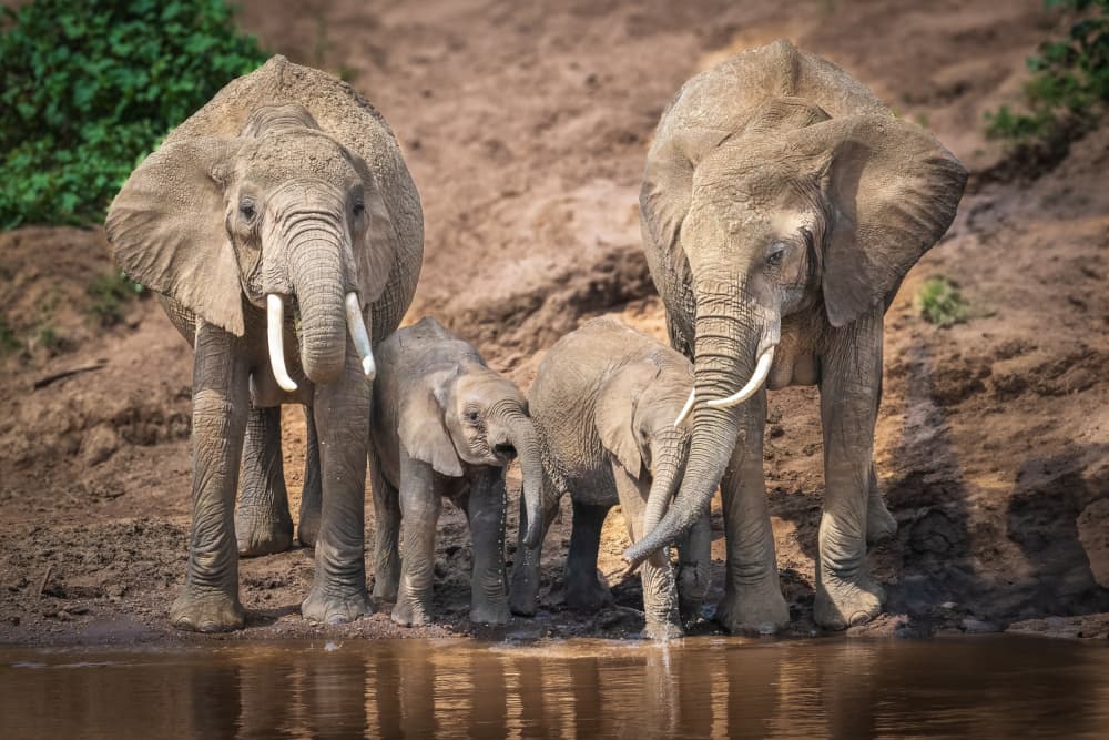 Elephant Family Drinking by Jeffrey C. Sink — canvas wall art