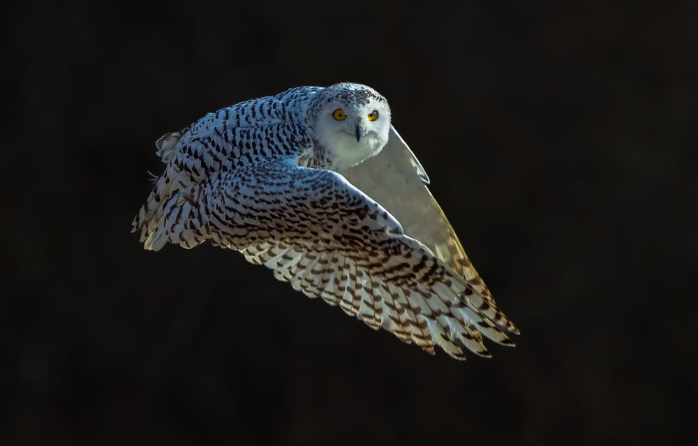 Snowy Owl in Flight by Johnson Huang — canvas wall art