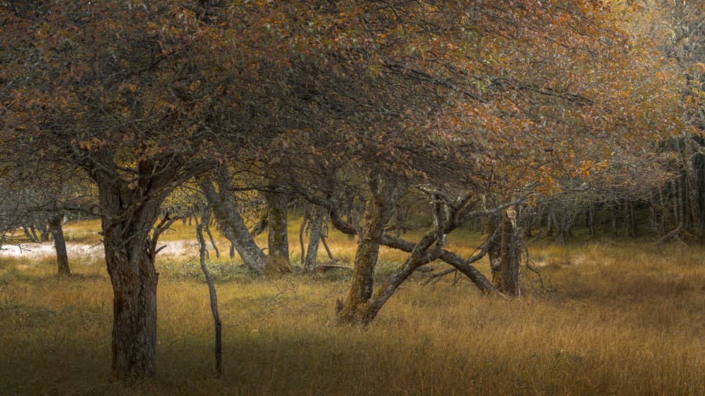 Autumn Forest Grove by Masaki Sugita — canvas wall art