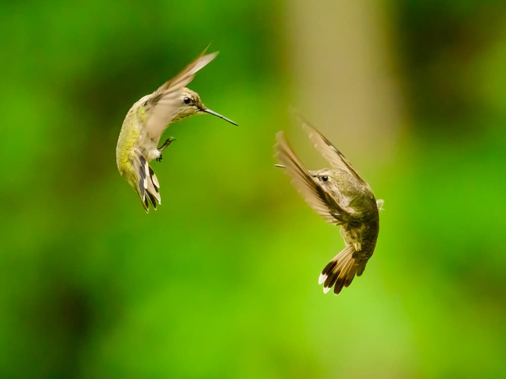 Hummingbird Encounter by Moses Wang — canvas wall art