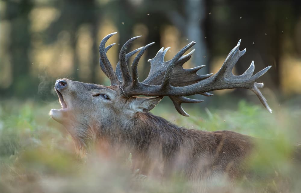 Roaring Red Deer by Radojica Jevric fotorax — canvas wall art
