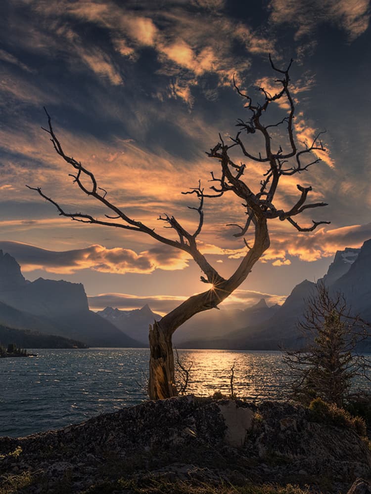 Solitary Tree Sunset Lake by Yun Thwaits — canvas wall art