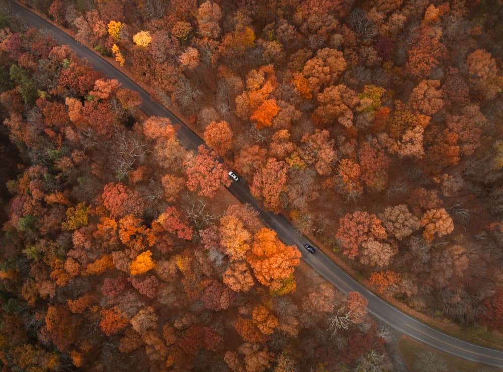 Autumn Forest Road by Ling  Lu — canvas wall art