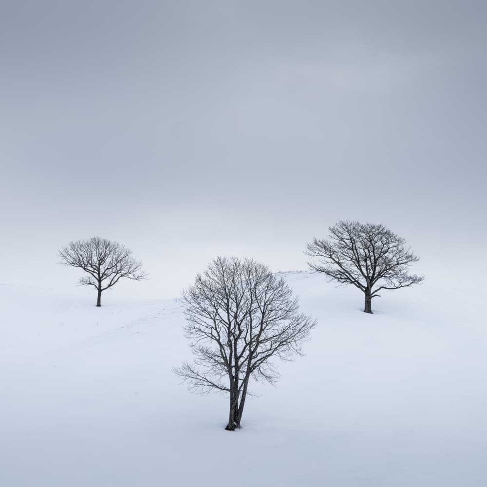 Three Winter Trees by Robert Bolton — canvas wall art