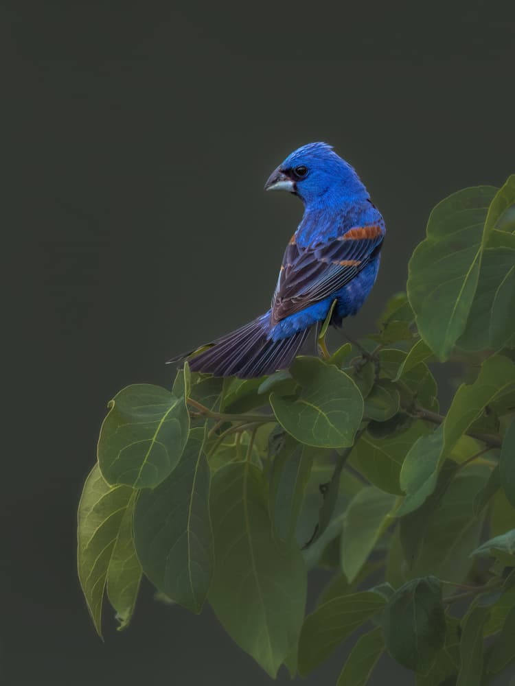 Vibrant Blue Bird by Leechee Z — canvas wall art