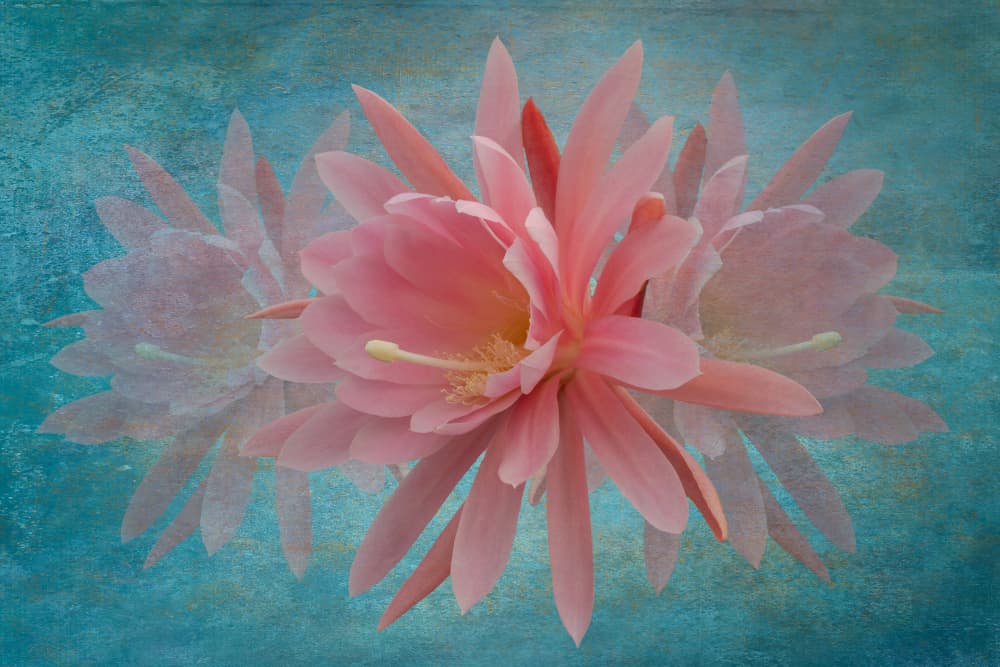 Dreamy Pink Blossom by Richard Urbanski — canvas wall art