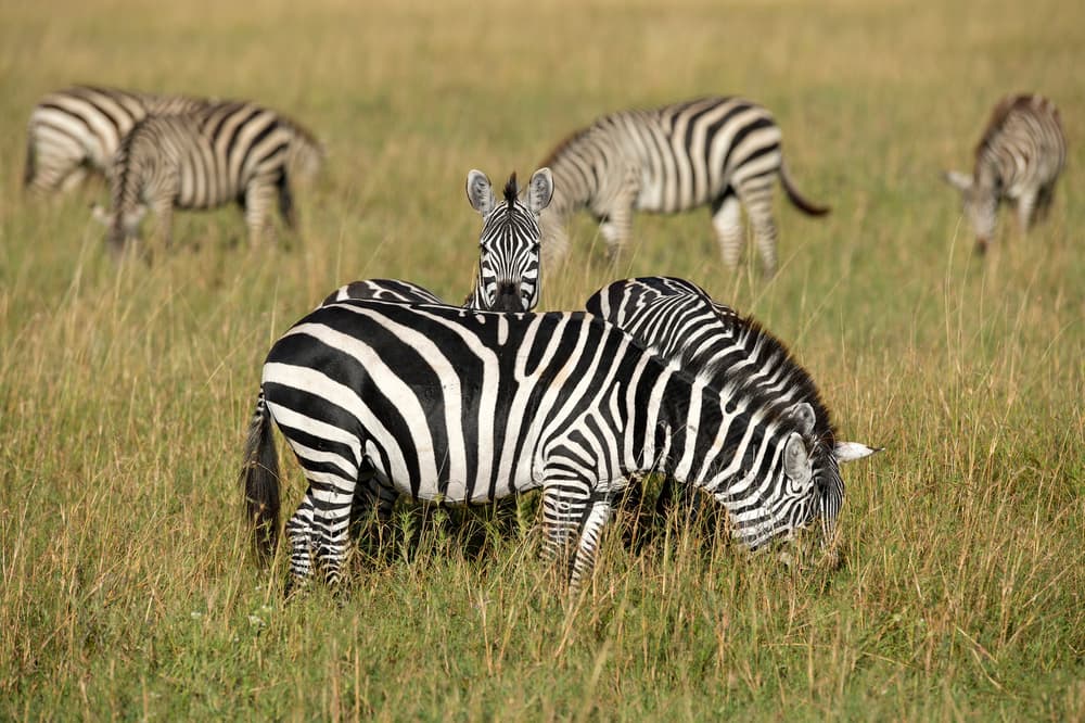 Curious Zebras Grazing by Eyal Amer — canvas wall art