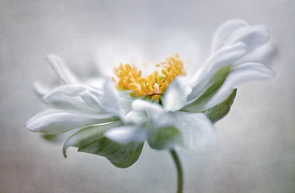 Anemone by Mandy Disher — canvas wall art
