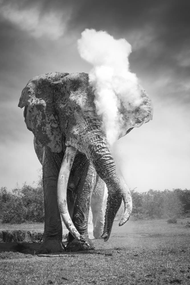African Elephant Smoke by Clint Ralph — canvas wall art