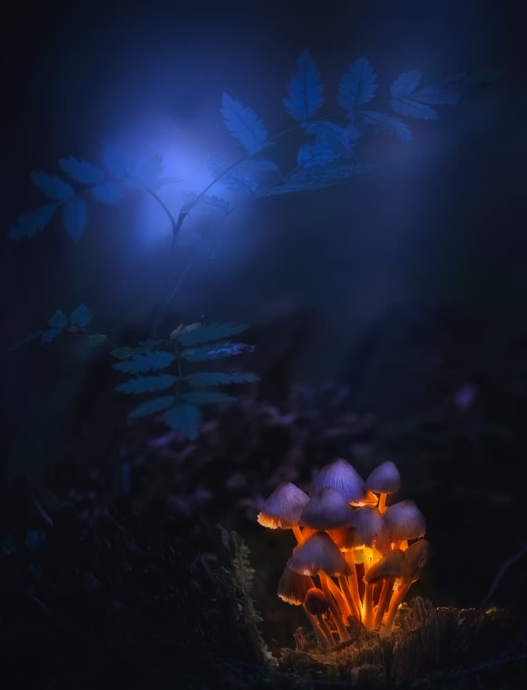 Mystical Mushroom Light by Kirill Volkov — canvas wall art