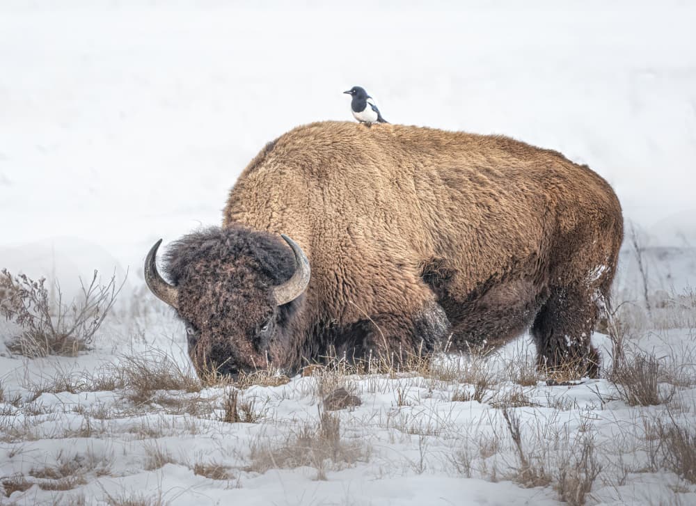 Bison and Magpie in Snow by Yuan Su — canvas wall art